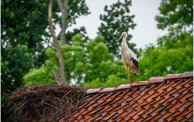 bocian na dachu