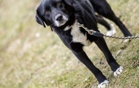 Pies o czarno-białej, kr&oacute;tkiej sierści