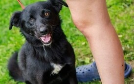 Czarny pies o kr&oacute;tkiej sierści