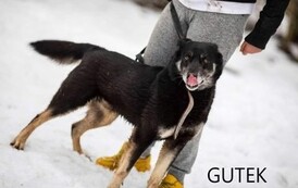 Pies o brązowo-rudej, kr&oacute;tkiej sierści