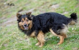 Pies o długiej, brązowo-rudej sierści