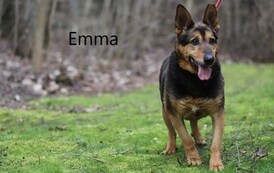 Pies o brązowo-rudej, kr&oacute;tkiej sierści