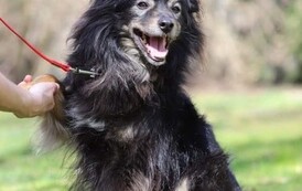 Pies czarnej maści z długą sierścią