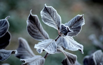Zdjęcie do Uwaga na przymrozki