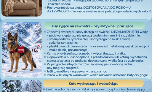 Zimowy niezbędnik czworonoga